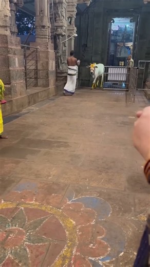 Divine Cow Enters Sanctum for First Darshan | Sri Lakshmi Narasimha Swamy Temple, Ahobilam #temple
