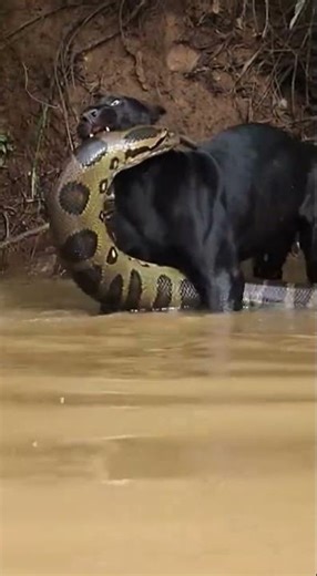 La pantera atrapó la cabeza de la anaconda… y no la quiere soltar 😱🐆🐍
