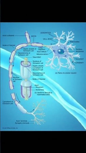Physiology of the Myelinated Motor Neuron #physiology #brain #cns