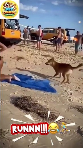 Beach Day Gone Wrong 😂🐶🔥 #funnyvideo #trynottolaugh #Beachdaygonewrong #comedyshort #viralvideo