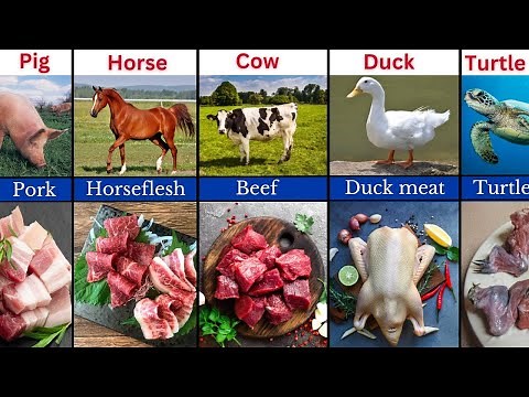 Animals and Their Meat Names