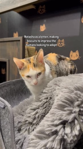 Java Whiskers UK on Instagram: "Natasha and Kieran have been waiting to be chosen for longer than most 🥺 We can’t believe no one has chosen this sweet duo yet, but we’re hoping we can change that soon! They’ve had some interest individually, but we won’t be splitting them up - so we’re waiting for a family to fall in love with both of them 🧡 They’re both full of affection but can be a little shy to begin with, especially Kieran! With a little bit of patience, they’ll become the most loving add