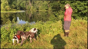 Eleven week old Blaze gets to run with the big dogs. | Bird Dogs Afield