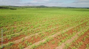 Cane field, drone in aerial movement showing a newly planted cane field in Brazil.