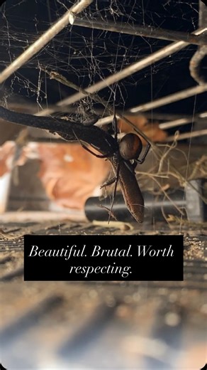 Tree Man | This is a redback spider doing exactly what she’s evolved to do. Redbacks (Latrodectus hasselti) are one of Australia’s medically... | Instagram