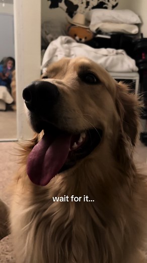 Golden Retriever's Massive Burp Moment