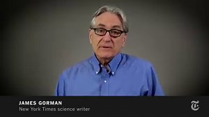 How one male spider defends itself against sexual cannibalism: http://nyti.ms/1Xq8OuR | The New York Times - Science