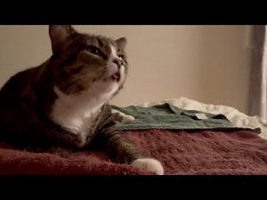 Cat with Feline Upper Respiratory Infection.