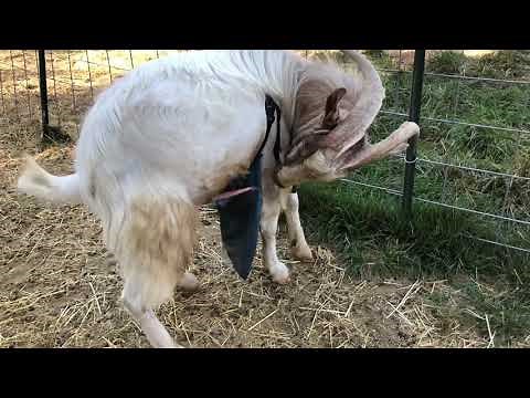 Male goat pees in his face and mouth