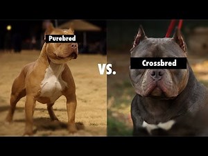 Purebred vs. Cross Bred vs. Mixed breeds