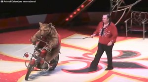 7.2K views · 48 reactions | This is what happens before a bear performs in the circus.  梁  梁 Credit: Dodo Impact | Funny+ | Facebook