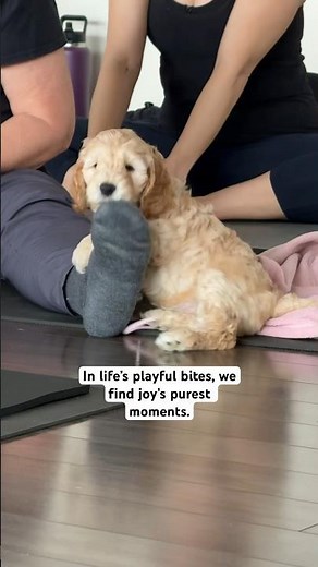 Meet the teething little land sharks! Dive into the playful world of Cockapoos at Muskoka Puppy Yoga