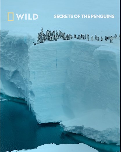 Watch as these juvenile Emperor penguins take a leap of faith, on their way to the ocean without their parents for the first time. Over two extraordinary years, National Geographic Explorer Bertie Gregory discovers secret traditions, surprising intelligence and close-knit societies of penguins from Antarctica to the Galápagos, never filmed before. Watch Secrets of the Penguins this Earth Day. Tuesday April 22nd from 7pm, on National Geographic WILD UK. Also streaming on Disney | National Geograp