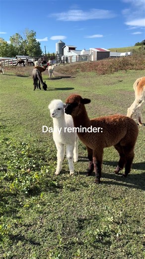 The countdown is on! Grab your annual pass before it’s too late and enjoy all the alpaca magic at Kirk’s! 🦙✨ #fyp #alpacas #animals #alpacasoftiktok #farmlife
