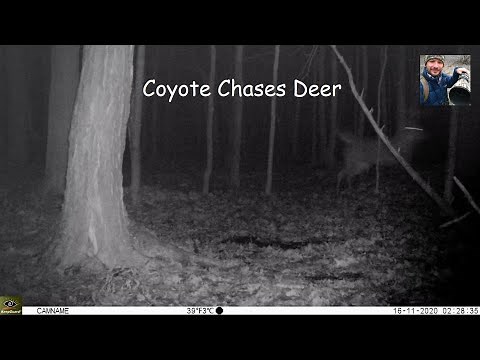 Coyote Chasing a Whitetail Deer Buck (Trail Cam Capture)