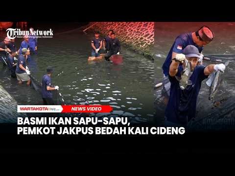 Basmi Ikan Sapu-sapu, Pemkot Jakpus Bedah Kali Cideng