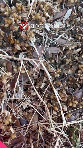 Meet the Sticker Burr Roller Push Model, the chemical-free way to pick up burrs, goat heads, and sand burrs right from your lawn. Simple. Safe. Proven to work. Take your yard back — the natural way. Learn more at StickerBurrRoller.com #StickerBurrRoller #GoatHeads #SandBurrs #YardCare #MadeInUSA #BurrFreeYard | Sticker Burr Roller