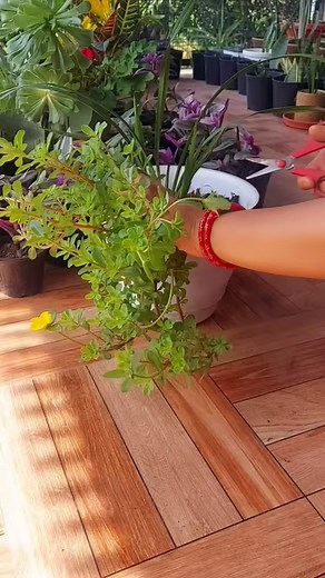 Recycle plastic bottles into beautiful flower pots for your portulaca plants. | Flower lovers