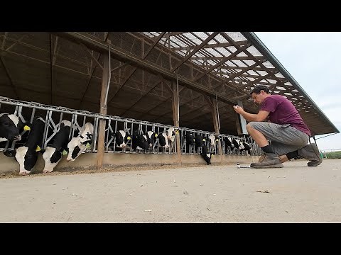 Running a Dairy Farm