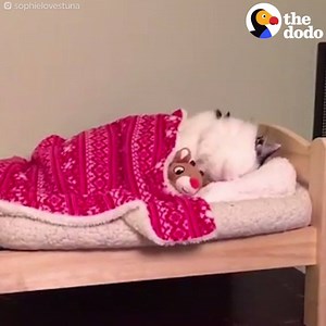 This cat has the most cozy bedtime routine 😻 😻 😻 | The Dodo