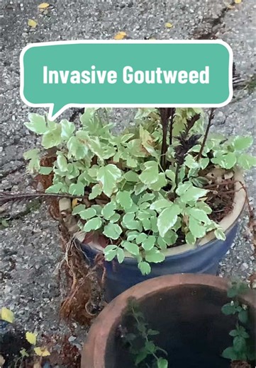 Guía para eliminar el Goutweed invasivo en el jardín