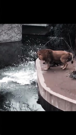 That moment a lion forgets how to stop…