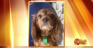 Bichon & Little Buddies Rescue