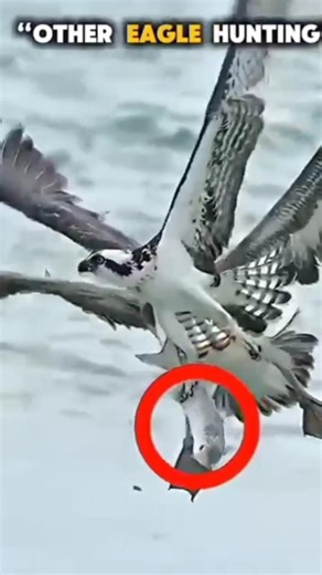 Falcon vs Eagle – Ultimate Hunting Comparison