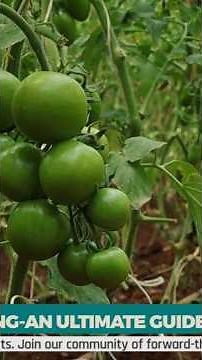 Avoid These Mistakes in Greenhouse Farming