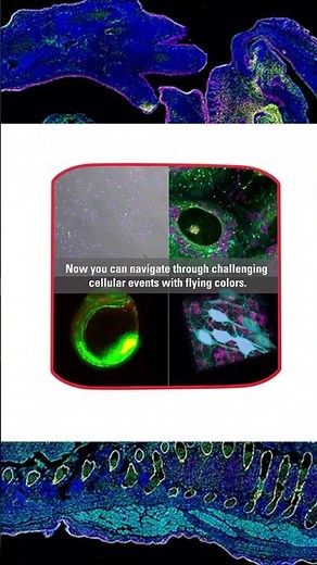 Multicolor Fluorescence imaging has never been easier