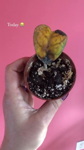 Sulfur on houseplants and common hoya care mistakes
