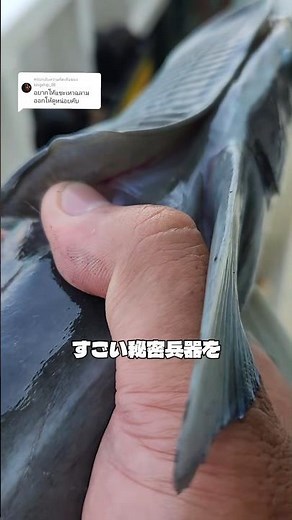 This fish is finished if it absorbs it in 1 second #Remora