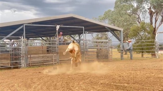 Little Big Time | MJ Bucking Bulls