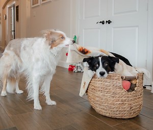 Clean-up! We do this almost every night. Not only is it easier for me—as I don’t have to pick up the toys—the girls also get their treats and brain stimulation. Win win! How do you exercise and stimulate your doggy’s brain when you can’t go outside? | Bordernerd