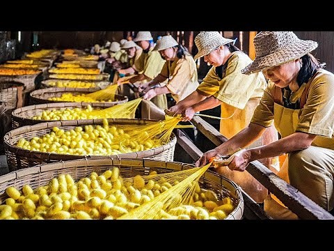 Silkworm to Silk Cloth | Full Silk Making Process Explained