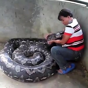 827K views · 2.2K shares | she has a big pet. | Snake Farm | Facebook