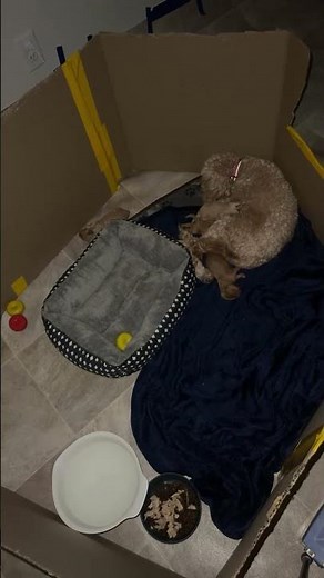 So smol. So sleepy. 🥺🤏 #shorts #puppy