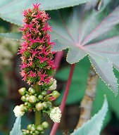 Seed Plants - Advanced ( Read ) | Biology