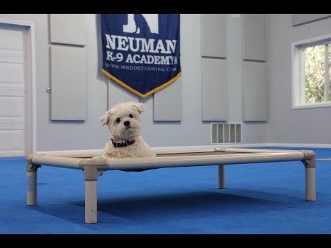 Mitzi (Maltese) Puppy Camp Dog Training Video Demonstration