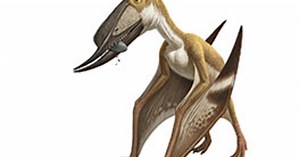 What Is a Pterosaur?