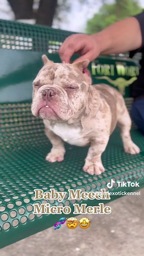 Crazy how small they are at 6 months. Micro Bully Merle Female , My keeper 🧬🤯🤩 her ears are still healing! . . . . . . #exotic #dmfexotickennel #microbully #bully #exoticbully #microbullypup #merlebully #merle #micromerlebully #fortworthtexas #dfw #exoticbullies #fyp