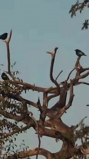 Koedoes jag saam met Adam Tas | A Wild Hunting Adventure in Africa