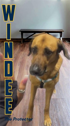 Meet Windee. 🐾
