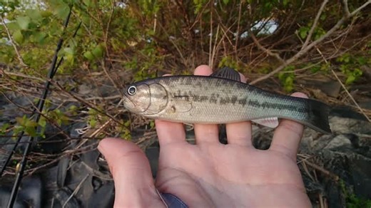 Vish on Instagram: "ミハラが手掛けるウワサのブツ、バスフラット145プロトをイジる。ネコリグセッティングはタリズマンブルータルHGの3/0〜4/0でプロトのネイルシンカー5g。 コイツはvol.15でお披露目します！ Vish 三原節vol.14は7日配信予定⇨https://vish.jp/program/6057/ @miharanaoyuki @imakatsu_official_fishing @ryugijapan @toray_fishing @meihokagaku_official @meiho.versus @g_nius.project @newkabukibrand @smithopticsjp_fish @mc_squared_official @tojoko_big_bite @kato_city @bluestorm.official @lurenews #三原直之 #三原節 #バス釣り #bassfishing #imakatsu #ryugi #toray #meiho #versus #gniusproject #newkabuki