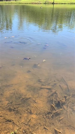 feeding fish and turtles 🐢