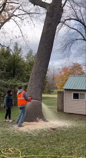 Tree Cutting FAIL Caught on Camera — Didn’t Expect THAT 😳🌳