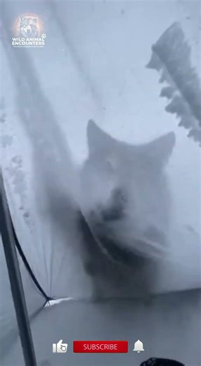 Wolf Slams Into Snow Shelter During Blizzard