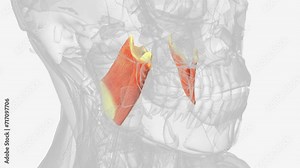 The medial pterygoid muscle, a major elevator of the jaw is a square-shaped masticatory muscle .