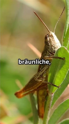 Incredible facts about grasshoppers! 🦗