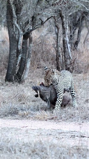Leopard Secures Its Warthog Kill!